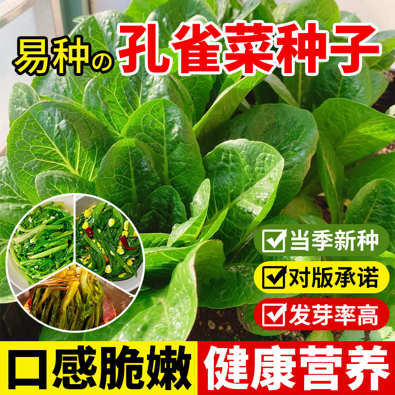 孔雀菜种菜籽四季大全蔬菜种子