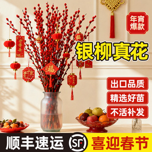 银柳真花鲜枝客厅摆件耐寒年宵花红色干花枝室内招财水培装饰花束