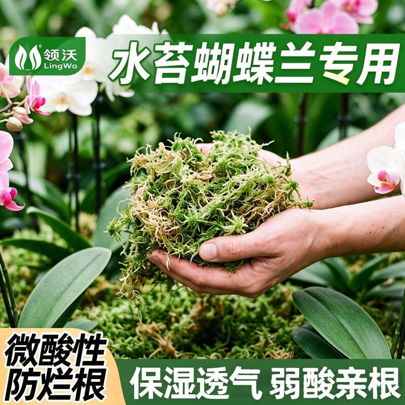 水苔蝴蝶兰专用营养土毛毛虫水苔干苔藓青苔花盆兰花土种植松树皮