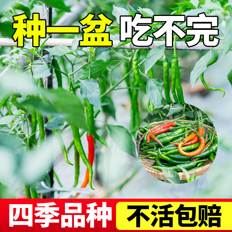 领沃辣椒苗易栽植抗病性高朝天椒