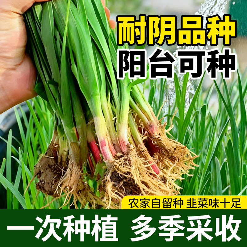 韭菜根苗紫根新鲜带土现挖四季