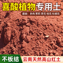 红土酸性种植土天然云南茉莉栀子花茶花专用土阳台盆栽种花土园艺
