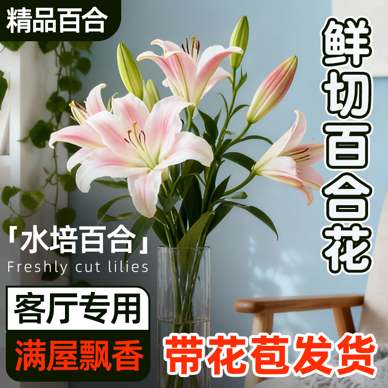 百合花盆栽带花苞客厅专用水培鲜切香水特大号重瓣室内浓香型花卉