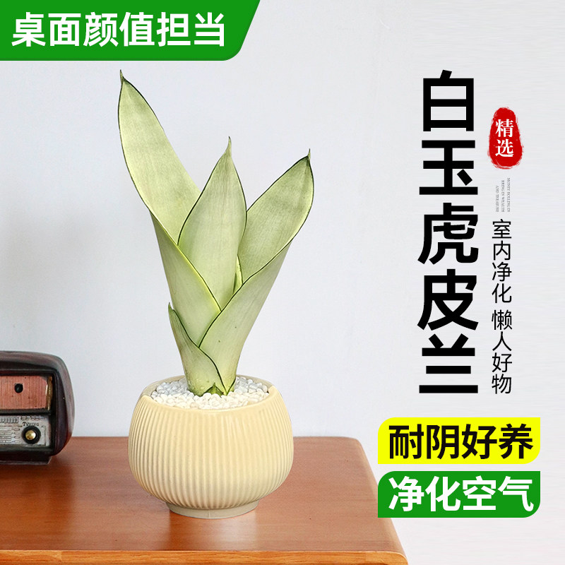 虎皮兰绿植盆栽白玉金边棒叶室内净化空气植物办公室桌面耐阴好养