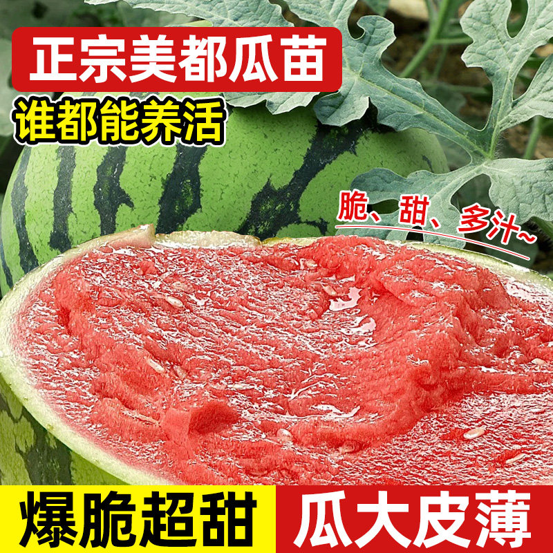 西瓜苗秧麒麟8424美都黑皮广东精选瓜懒汉特大号早熟高产阳台盆栽