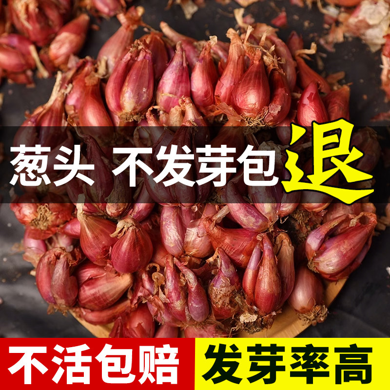 红葱头种籽阳台盆栽庭院农家蔬菜种植秋冬播种高收高产蒜苗蒜头种