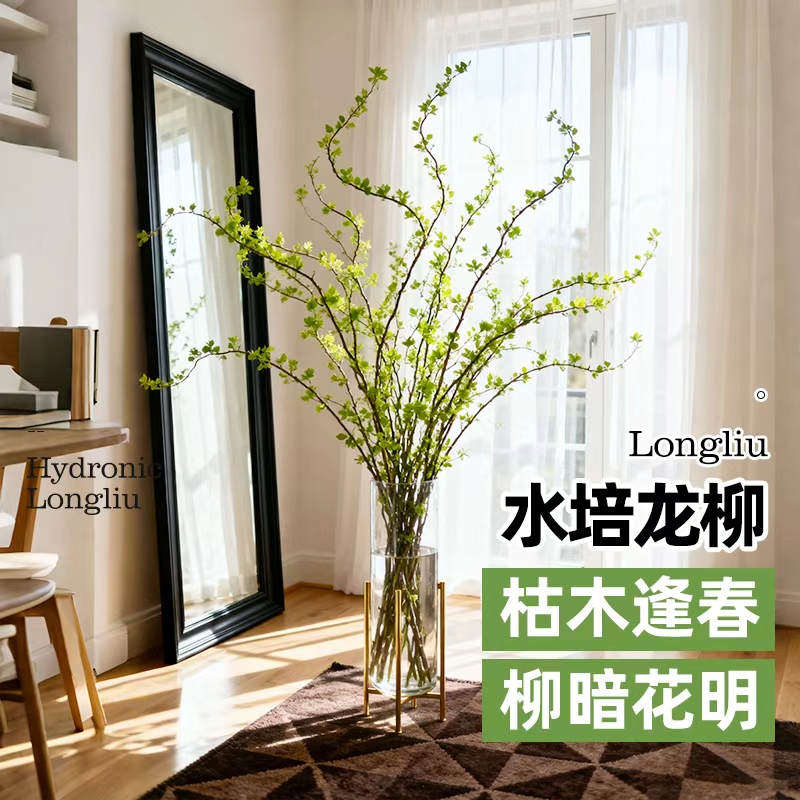 龙柳鲜枝水培植物鲜枝切花室内吊钟客厅盆栽粗枝南天竹雪柳干枝