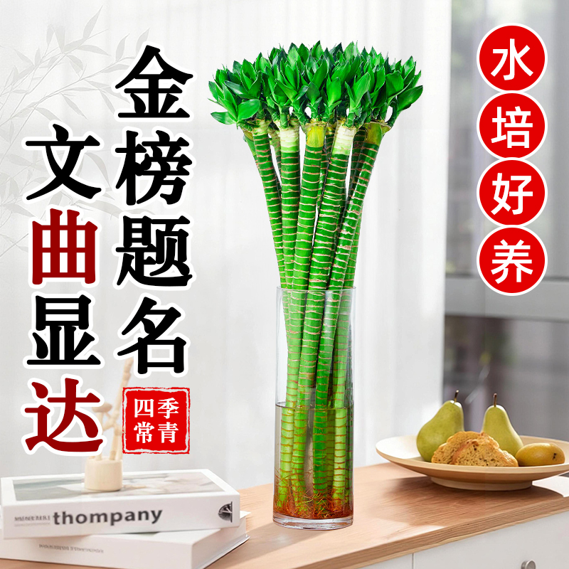 文昌竹4支金榜题名逢考必过绿植