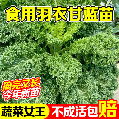 四季可食用绿羽衣甘蓝苗绿紫羽衣