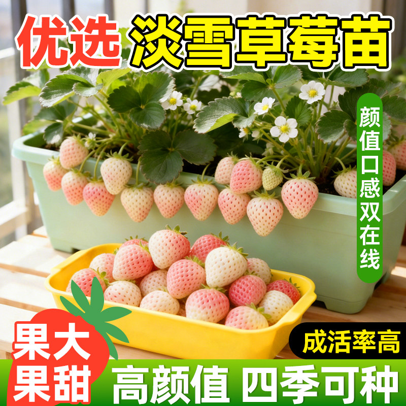 草莓苗秧淡雪四季结果阳台种植盆栽优质丹东99红颜种子果树苗新苗,鲜花速递/花卉仿真/绿植园艺,种苗/半成品盆栽,淘宝优惠券,粉丝福利购,淘宝优惠卷