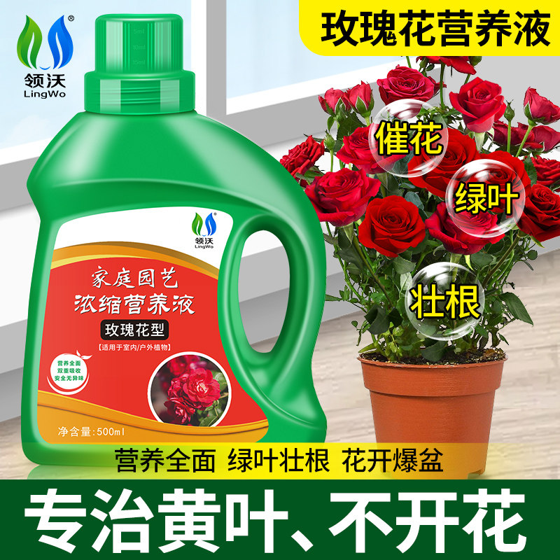 玫瑰花专用营养液月季盆栽促花图片