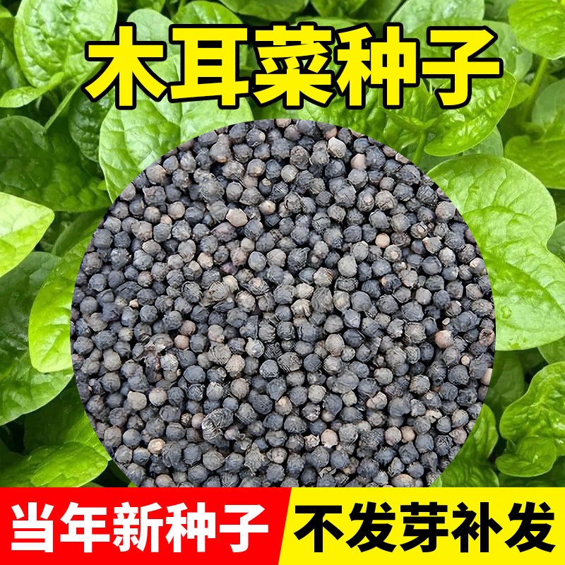 大叶木耳菜种子肥厚速生老品种高产蔬菜种籽四季发芽率高菜盆栽种