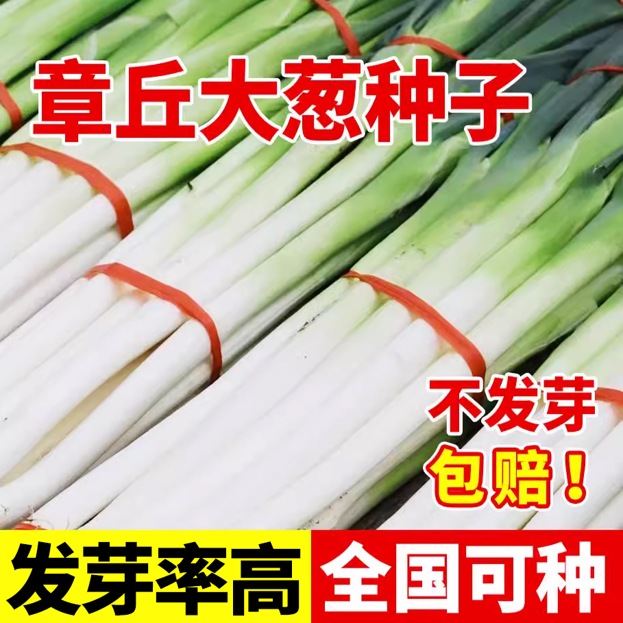 领沃大葱种子秋季播种且高产高收