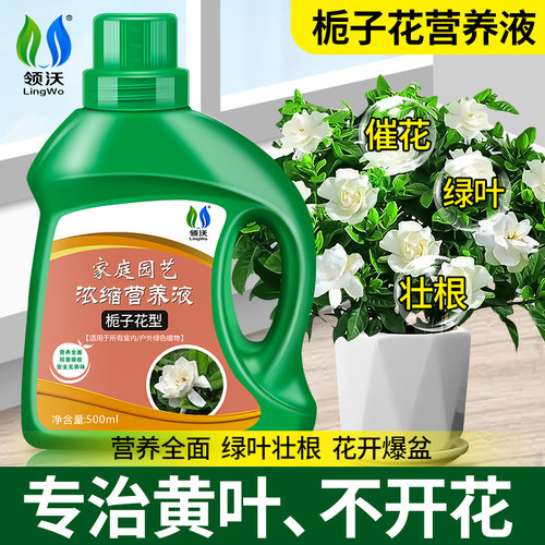 领沃栀子花专用营养液酸性花肥料