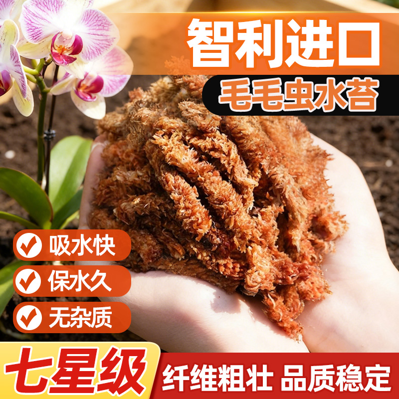毛毛虫水苔智利进口蝴蝶兰专用七星干苔藓兰花植料养花通用营养土