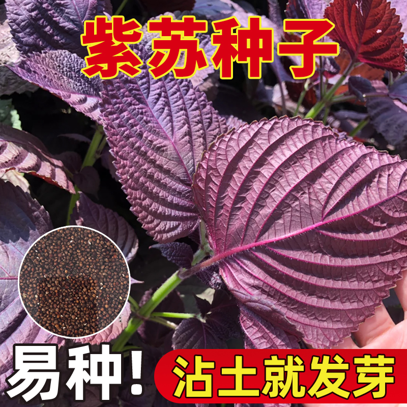 食用紫苏种子双面大叶苏子叶种籽