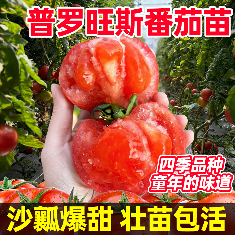 番茄秧苗口感好结果率高好养易活