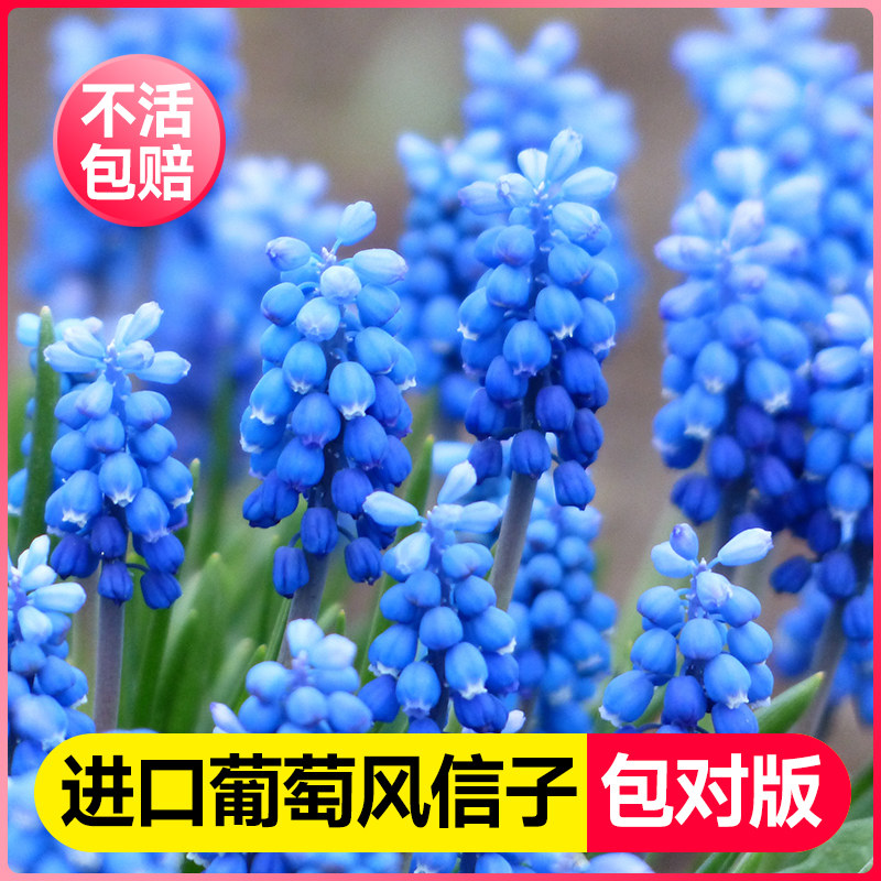 葡萄风信子大种球进口卡罗拉混色水培植物室内秋冬盆栽养花卉绿植