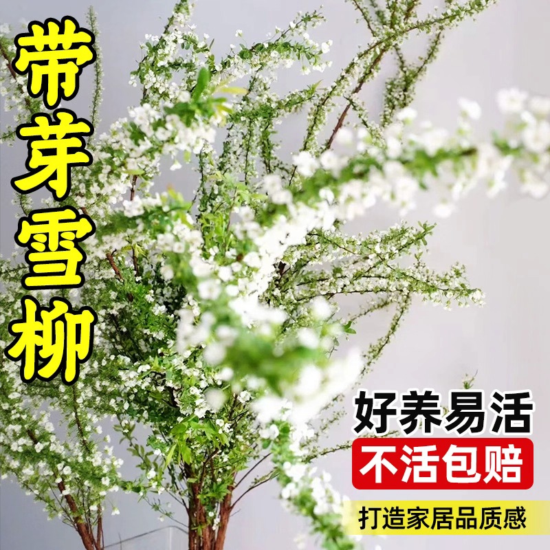 领沃雪柳鲜枝带花苞干枝水养盆栽