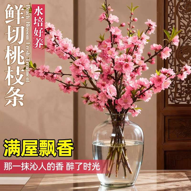 新鲜网红水培室内真桃花领沃春季