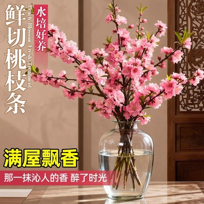 新鲜网红水培室内真桃花领沃春季