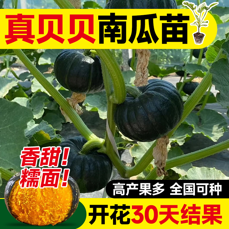 贝贝板栗南瓜种籽奶油巨甜瓜夏季