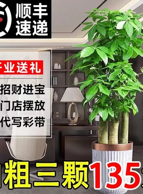 发财树客厅大盆栽室内植物绿植落地大号树木开业送礼步步高招财树