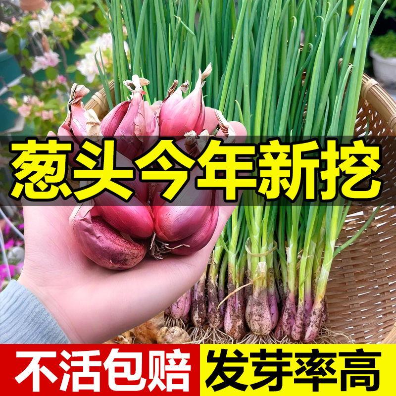 领沃葱头种子种籽小香葱四季新鲜
