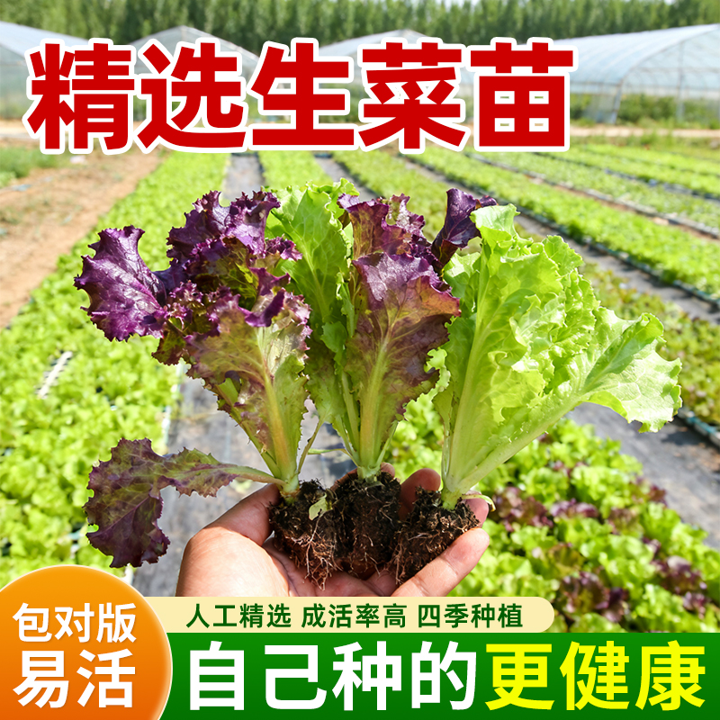 生菜苗口感清甜脆嫩耐寒随吃随摘