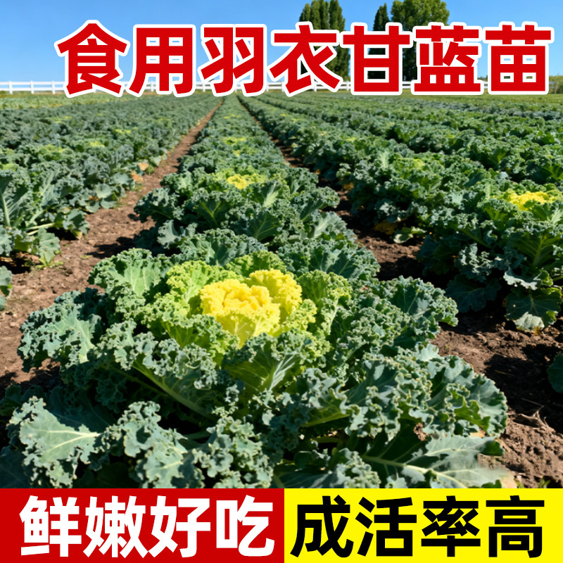 羽衣甘蓝苗四季可食用绿紫甘蓝新鲜秧苗家用盆栽种籽春季蔬菜大苗