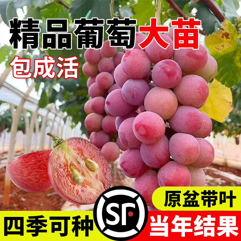 葡萄苗阳光玫瑰妮娜皇后种苗阳台庭院爬藤果苗带盆带土南北方种植