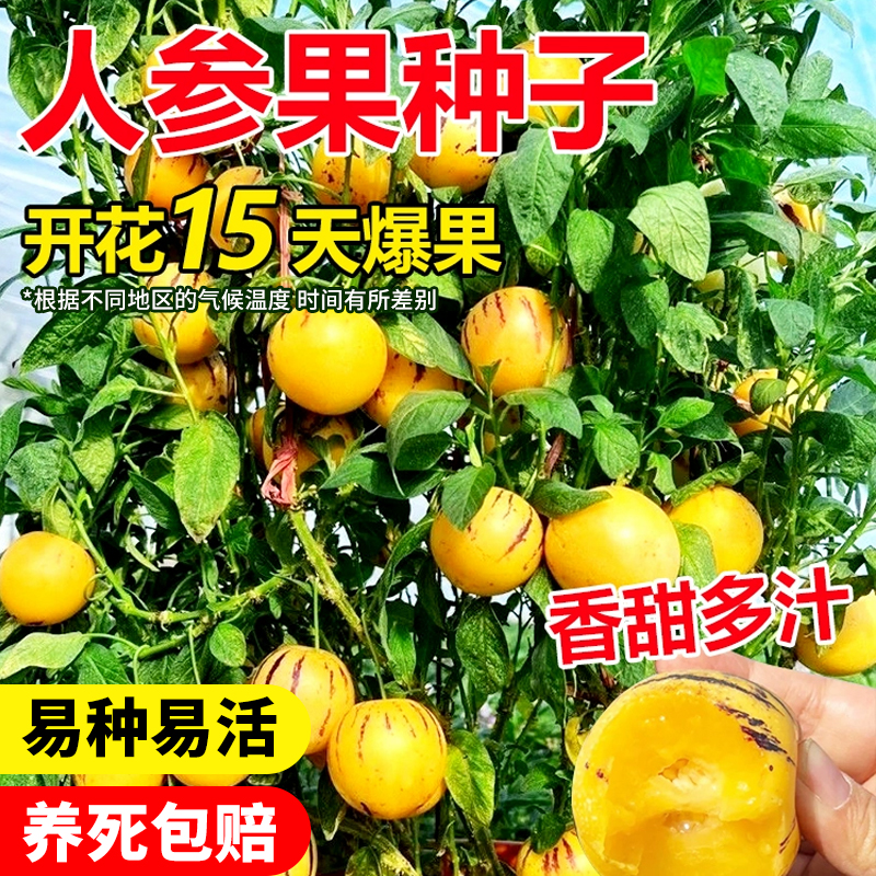 人参果种子正宗农家四季可种易成活皮薄多汁阳台庭院水果种子盆栽