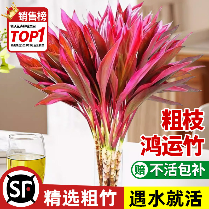 鸿运竹水培绿植盆栽富贵竹植物客厅招财粗杆节节高水培风水竹子