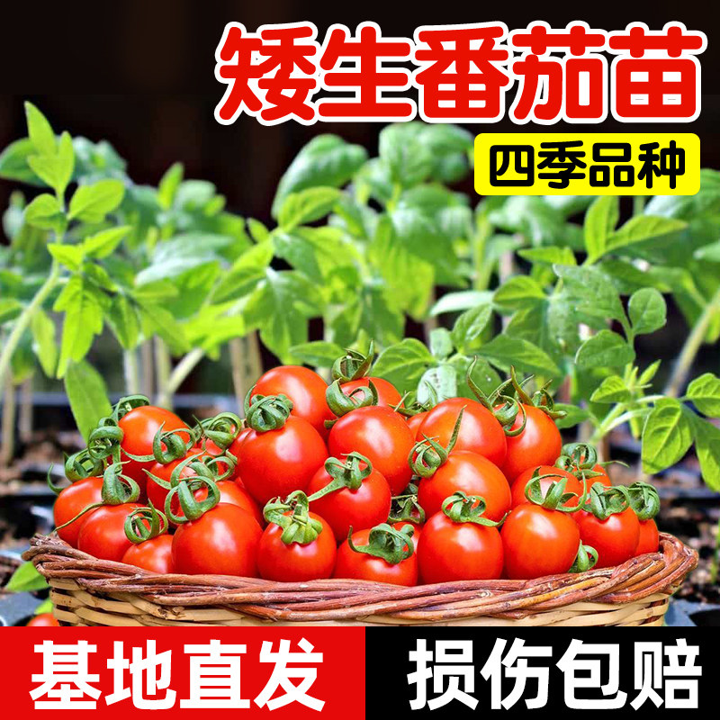 矮生番茄苗秧老品种水果番茄苗黑珍珠普罗旺斯四季阳台盆栽可种,鲜花速递/花卉仿真/绿植园艺,家庭园艺种子,淘宝优惠券,粉丝福利购,淘宝优惠卷