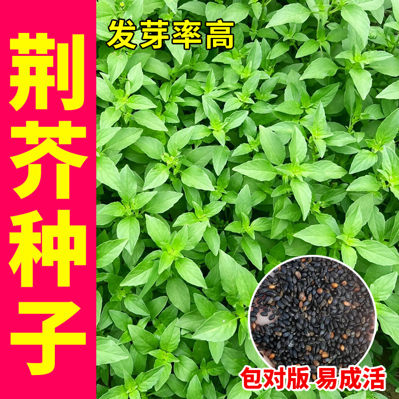 河南荆芥籽种子大叶小叶速生高产四季耐热抗病阳台盆栽野菜蔬菜籽