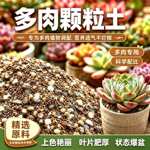 多肉专用土营造极致透气干爽生长环境助强健根系多肉保持生机勃勃