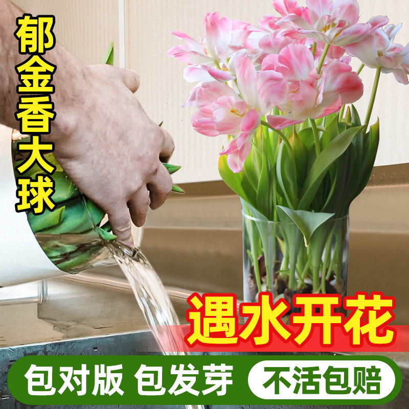 领沃郁金香种球进口大球四季种植图片