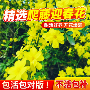 迎春花鲜切枝水培植物鲜花水养真花插花干枝老桩室内花卉盆栽绿植