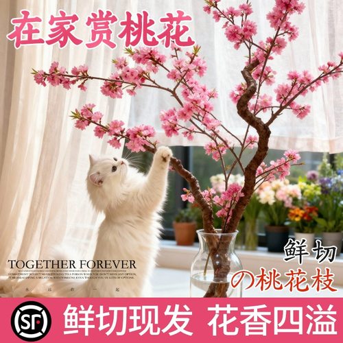 水养花绿植插花桃花鲜枝红梅鲜花