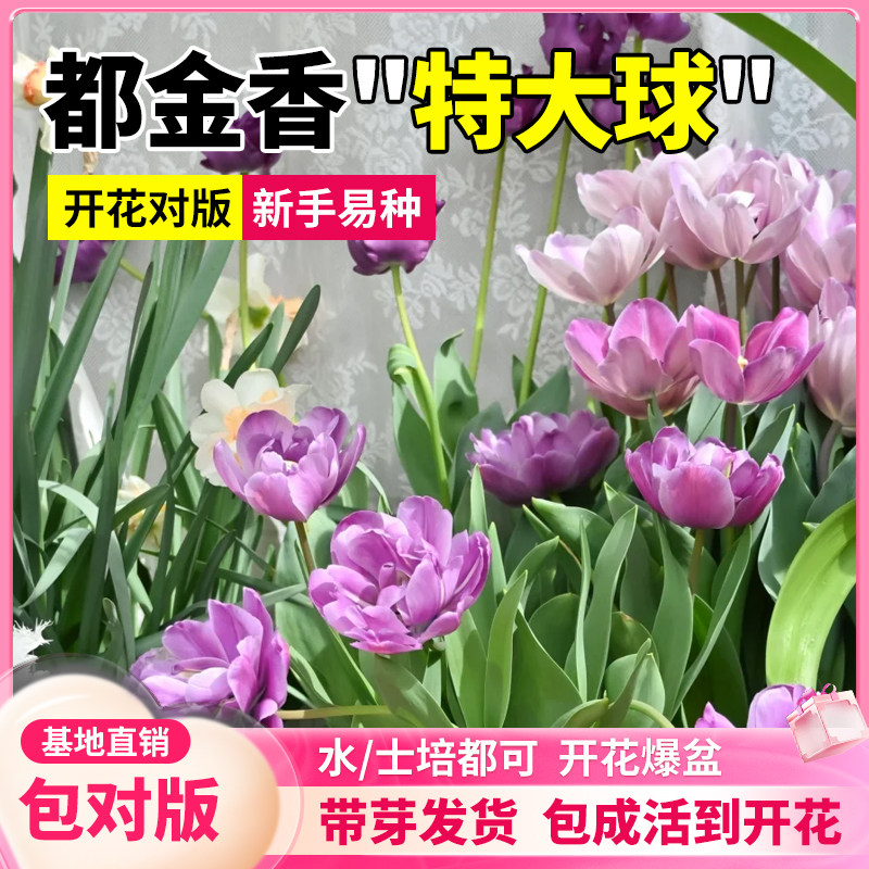郁金香种球进口可土培水培养地栽图片
