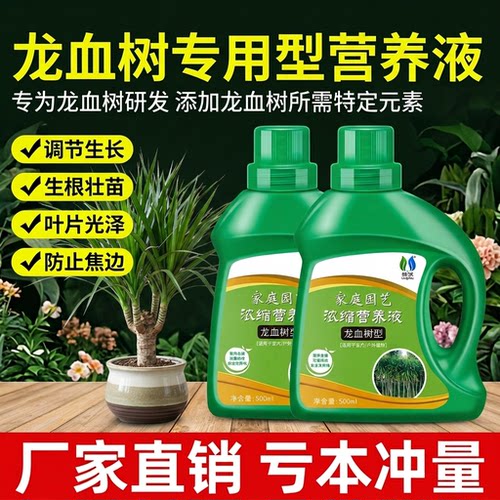 龙血树专用营养液防治黄叶