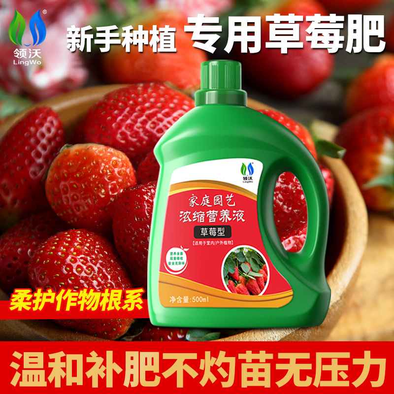 草莓专用肥营养液植物液体肥料肥