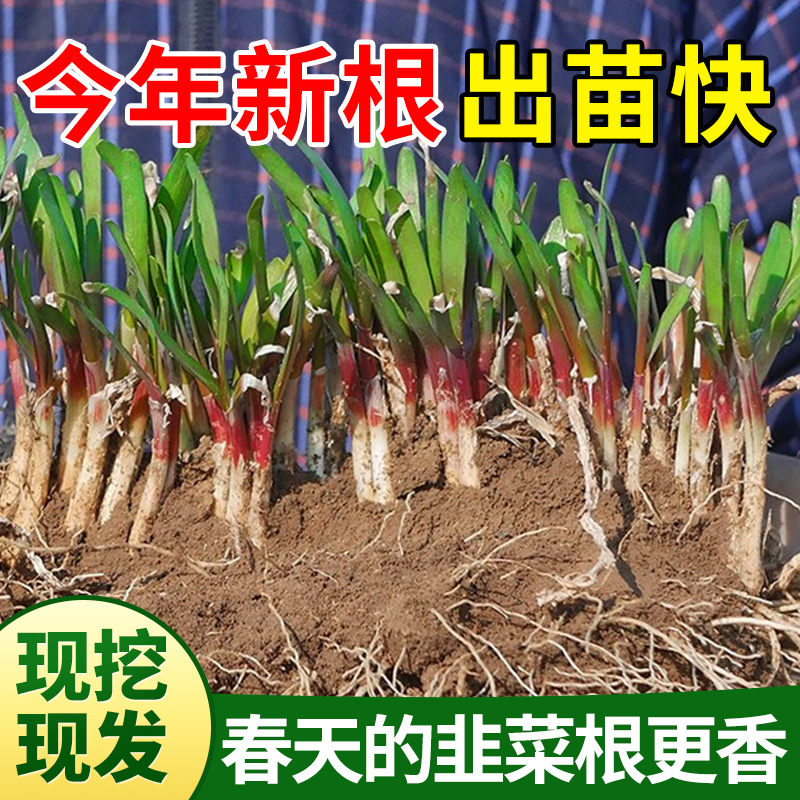 领沃韭菜种苗紫根带根四季菜农家