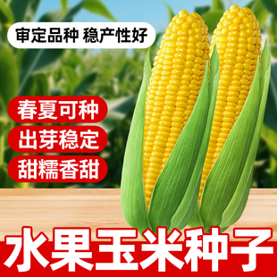 水果玉米种子官方旗舰店新品高产优质特大早熟四季抗旱稳产脆甜种