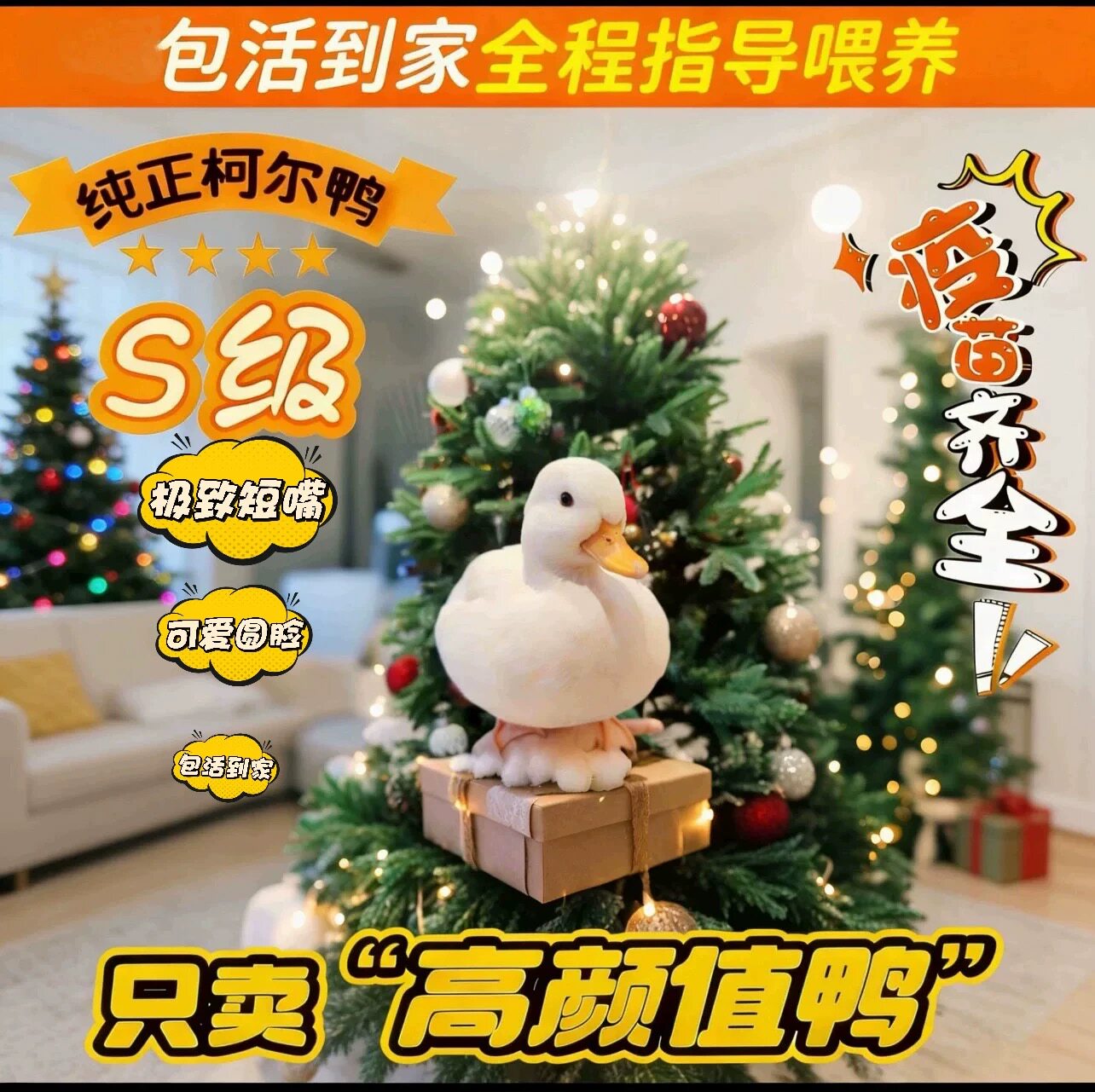 正宗S级柯尔鸭活体幼崽包活包邮假一赔十黏人孩童玩伴好养包活
