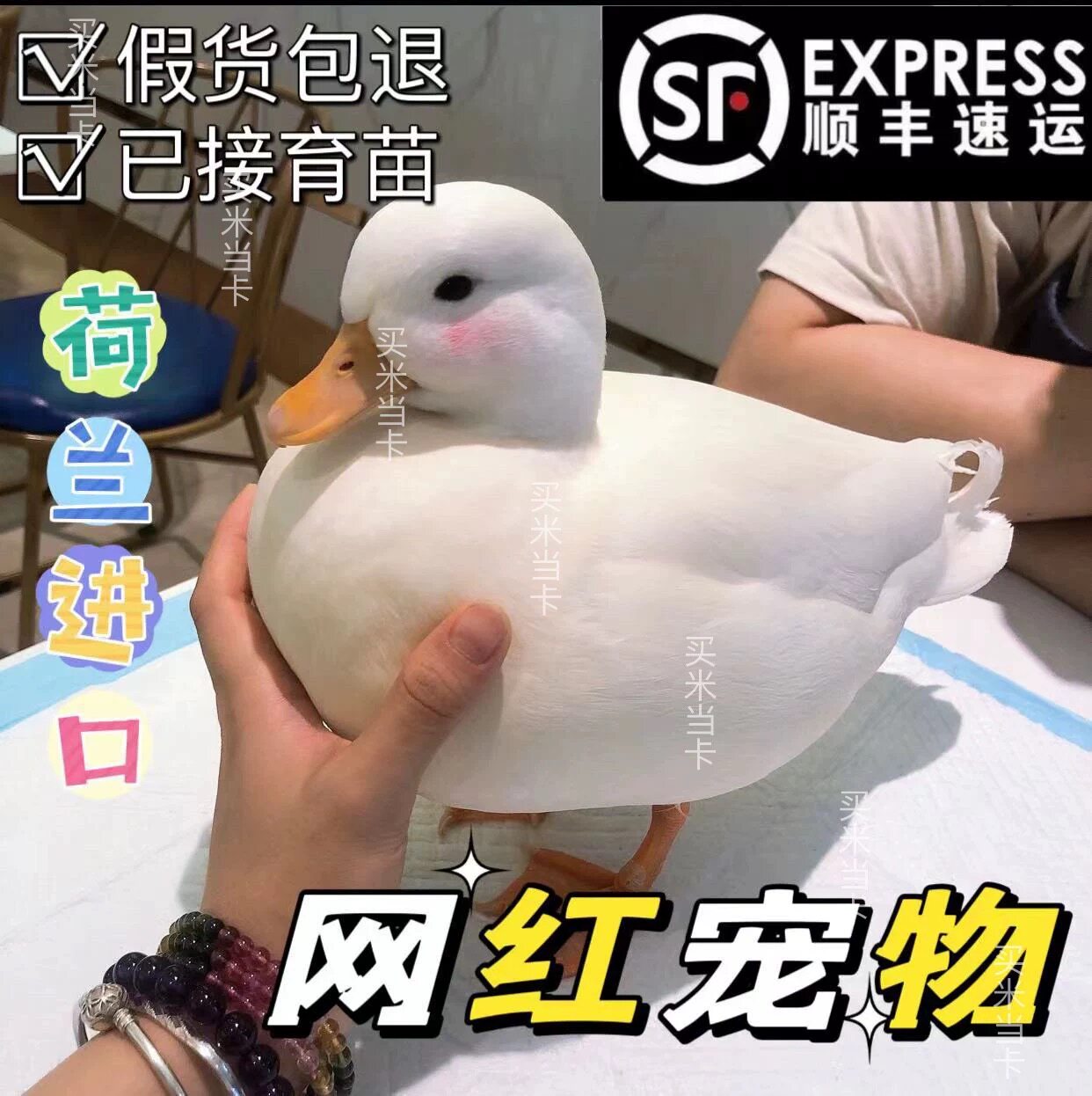 正宗纯种柯尔鸭活宠物柯尔鸭可达鸭s级鸭子赛级柯尔鸭宠物幼崽