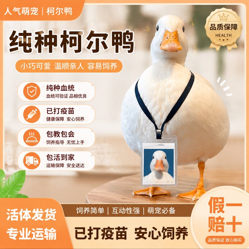 正宗S级柯尔鸭活体幼崽包活包邮假一赔十黏人孩童玩伴好养包活