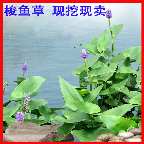 水生草本植物价格 水生草本植物图片 星期三