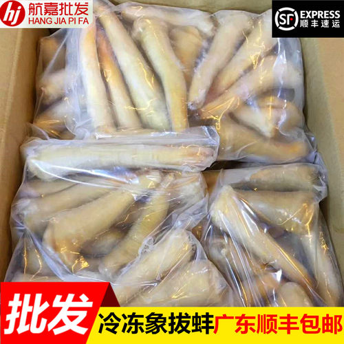 新鲜象拔蚌冷冻蚌类含冰量1KG刺身切片日料象牙蚌广东内顺丰包邮