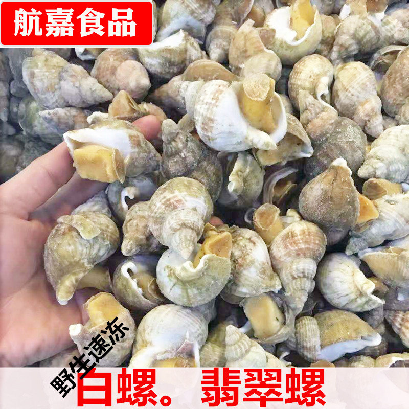 爱尔兰白螺响螺分装500g/份日餐料理翡翠螺新西兰螺10份广东包邮